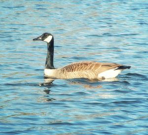 Birds in calm water