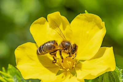 Close-up of bee pollinating on yellow flower