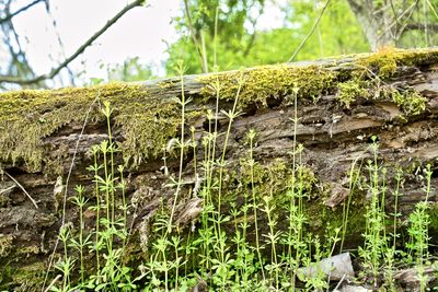 Close-up of moss growing on tree trunk