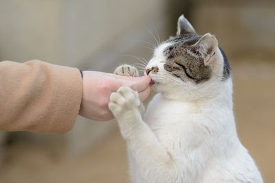 Close-up of hand feeding cat