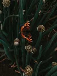 High angle view of butterfly pollinating flower