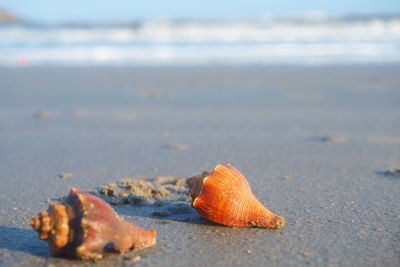 Close-up of shell on beach