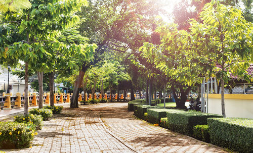 Trees in park