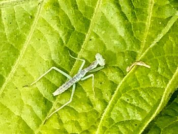 Close-up of insect on leaf