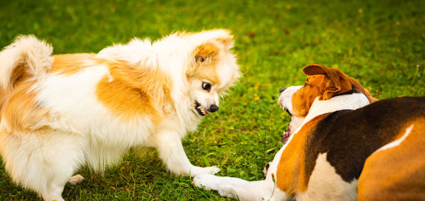 View of two dogs on field