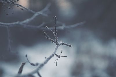 Close-up of frozen plant