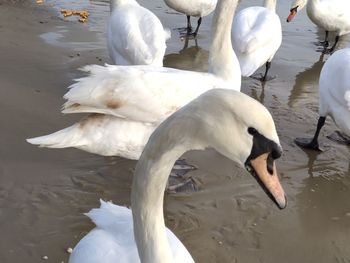 High angle view of swans swimming in lake