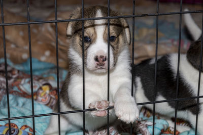 A cute 3 week old beagle puppy behind a fence