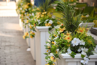 Close-up of potted plant