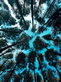 Low angle view of pine trees against sky