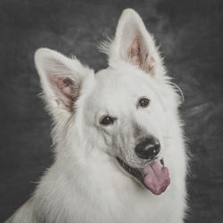 Close-up of dog looking away