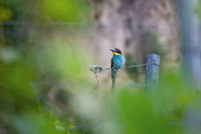 Close-up of european bee-eater perching on a wire