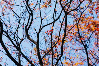 Low angle view of flowering tree against sky