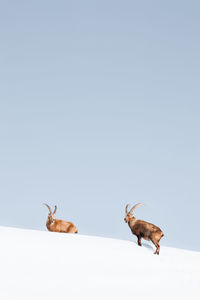 Low angle view of goat standing against clear sky