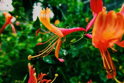 Close-up of red flowers blooming outdoors