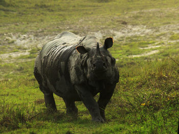 Rhinoceros walking on grassland