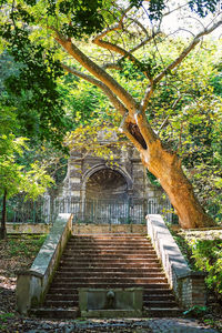 Staircase amidst trees and plants in forest