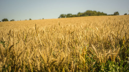 Scenic view of wheat field against sky