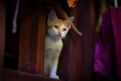 Portrait of tabby cat