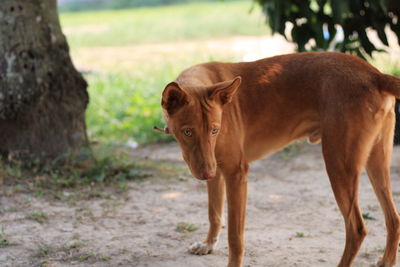 Portrait of dog standing on field
