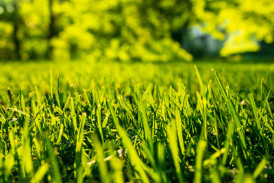 Close-up of grass in field