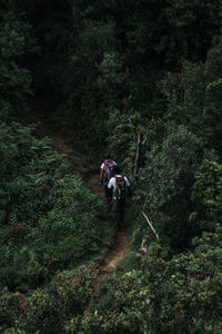 Rear view of men walking in forest