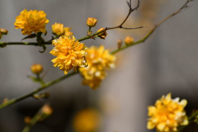 Close-up of yellow flowering plant