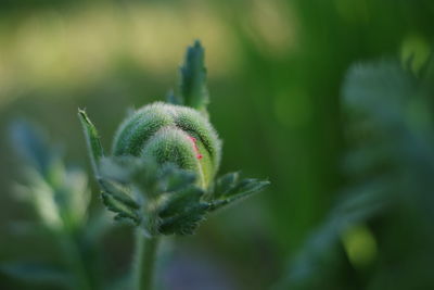 Close-up of flower bud