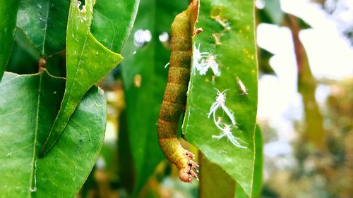 Close-up of green lizard on plant