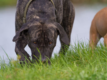 Portrait of a dog on field