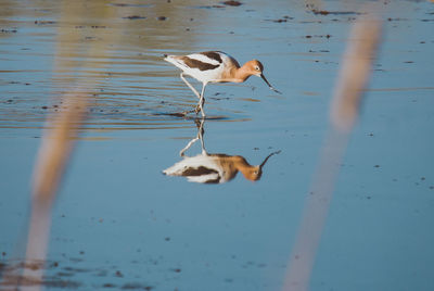 Close-up of duck swimming on lake