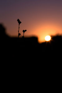 Silhouette of plant against sky during sunset