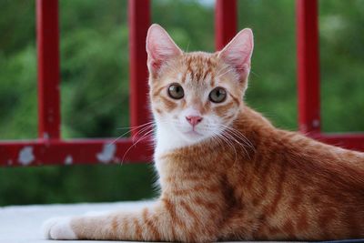 Low angle view of cat looking away