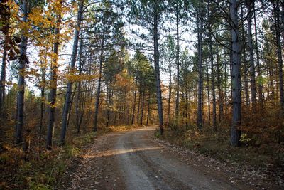 Walkway amidst trees in forest against sky