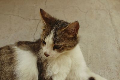 High angle view of cat looking away against wall