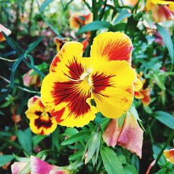 Close-up of yellow flowers blooming outdoors