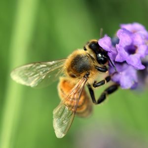 Close-up of bee on flower