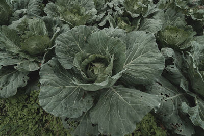 Full frame shot of fresh green leaves