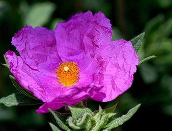 Close-up of flower blooming outdoors