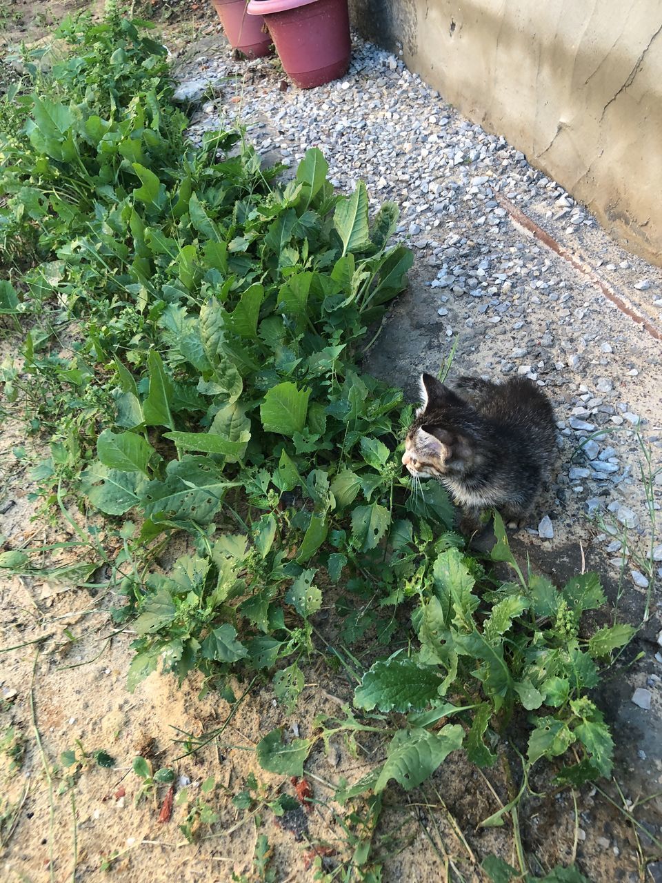 mammal, domestic, domestic animals, pets, cat, domestic cat, one animal, feline, vertebrate, leaf, plant part, high angle view, plant, growth, nature, no people, green color, whisker