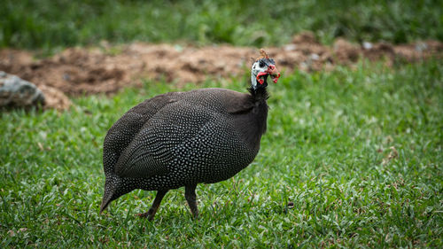 Bird in a field