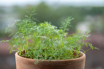 Close-up of potted plant