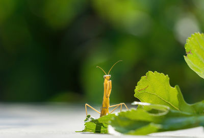 Close-up of insect on leaf