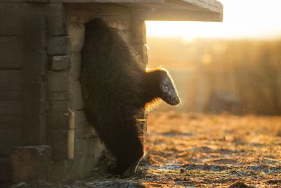 Bear paw in sunset