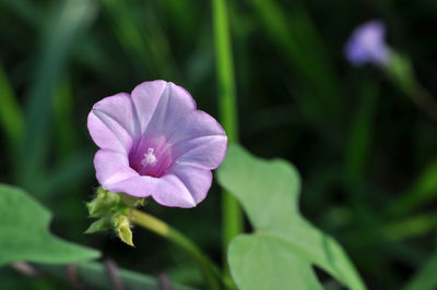 Close-up of purple flowering plant