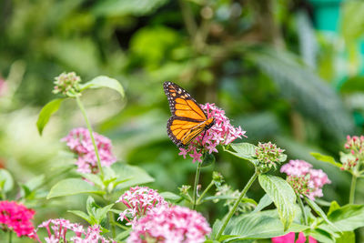 Close-up of butterfly pollinating on pink flower