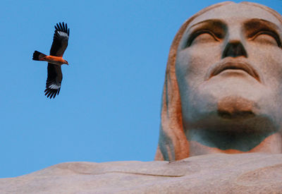 Low angle view of bird against clear sky