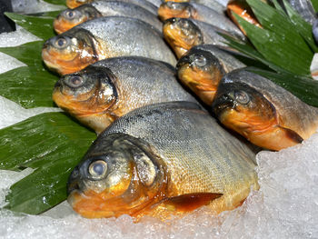 High angle view of fish in market