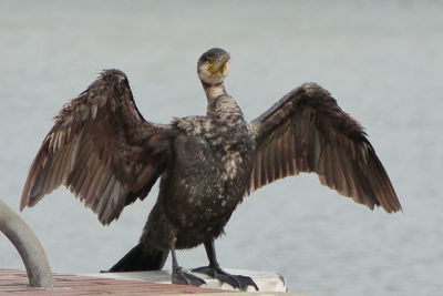 Close-up of a bird flying over the water