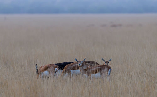 Deer on field